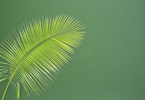 grönt palmblad på grön bakgrund foto