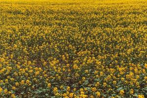 stor rapsplantage under molnig himmel foto