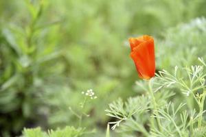 röd blomma av papaveraceae ashsholtsia på en grön buske i trädgården foto