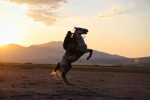 hästuppfödning i fält kayseri, kalkon foto