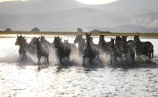 yilki hästar som springer i vatten, kayseri, kalkon foto