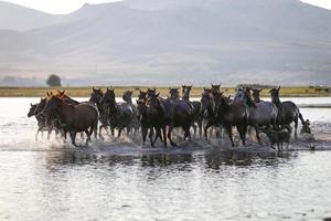 yilki hästar som springer i vatten, kayseri, kalkon foto