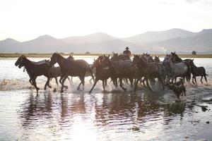 yilki hästar som springer i vatten, kayseri, kalkon foto