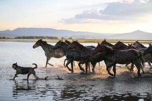 yilki hästar som springer i vatten, kayseri, kalkon foto