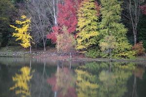 skog och sjö under hösten foto