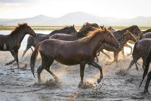 yilki hästar som springer i vatten, kayseri, kalkon foto