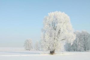 frostat träd i en molnfri morgon foto