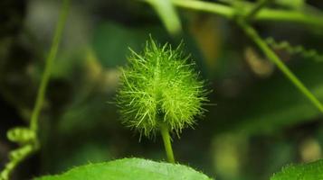 passiflora foetida l i naturen. stinkande passionsblomma, scharlakansröd passionsblomma, stinkande passionsblomma, passiflora foetida l. vild maracuja med gröna blad. knopp av passiflora foetida l. foto