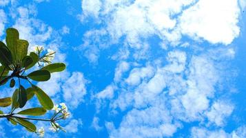 kreativ landskapslayout med tomt utrymme gjord av frangipani-blommor med gröna löv och blå himmel foto