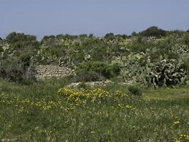 ön Gozo vid Medelhavet foto