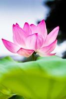 Lotus blomma