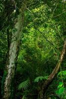 foto av sällsynta träd i Indonesiens tropiska skogar