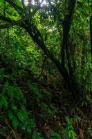 naturlandskap på morgonen med ett stort träd mitt i Indonesiens tropiska skog foto