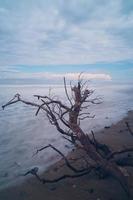 dagtid strand scen med fallna torra träd foto