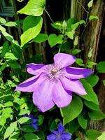 naturlandskap och vackra blommor foto