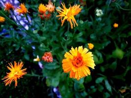 naturlandskap och vackra blommor foto