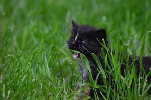 kattunge katt i trädgården foto