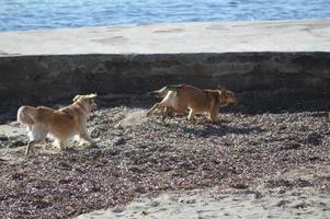 hundar som leker på stranden foto