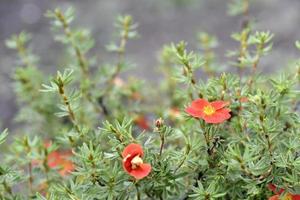 röda blommor buskiga fembladiga potentilla fruticosa på en grön buske foto