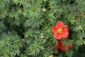 röda blommor buskiga fembladiga potentilla fruticosa på en grön buske foto