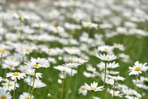 kamomill fält med blommor närbild på sommaren foto