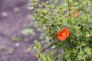 röda blommor buskiga fembladiga potentilla fruticosa på en grön buske foto