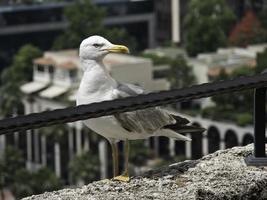 monaco vid Medelhavet foto