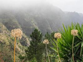 ön madeira i portugal foto