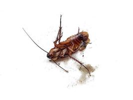 döda kackerlackor på vit bakgrund foto