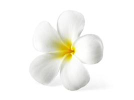 frangipani blomma isolerad på vitt foto