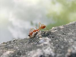 röd myra i trädgården foto