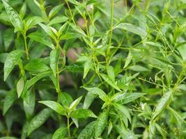 thailändska örter kung av bittert vetenskapligt namn andrographis paniculate burm, fah talai john, grön grönsaksträdväxt som blommar i trädgården naturen skyddar coronaviruset, covid-19 foto