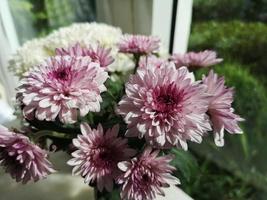 gerbera blomma vacker bukett i vattenglas färgglad vacker, violett färg, barberton daisy foto