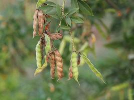 cajanus canja l millsp, vanligt namn pigeonpea tillhörande familjen leguminosae eller kadios namn baljorna är platt. när de unga baljorna är gröna blommar den röda grönsaken på naturens bakgrund foto