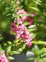 glöm mig inte angelonia goyazensis benth, digitalis solicariifolia namn lila enkelblomma, utan sticker ut tillsammans enligt början eller gaffeln foto