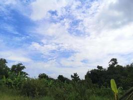 bush träd textur natur lämnar bakgrund och vit moln blå himmel foto