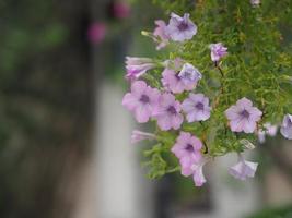 våg rosa kaskad solanaceae petunia hybrid vilm, kronblad enkellager grandiflora singlar violett lila blomma i en plastkruka som blommar i trädgården på suddig naturbakgrund som hänger på trädet foto