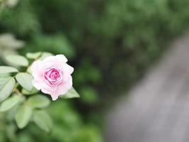 rosa ros blomsterarrangemang vacker bukett som blommar i trädgården på suddig natur bakgrund symbol kärlek alla hjärtans dag vacker foto