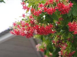 rangoon ranka, kinesisk honungsdi, drunen sjöman, combretum indicum defilipps namn röd rosa och vit blomma som blommar i trädgården på suddig naturbakgrund foto