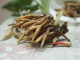 krachai, boesenbergia rotunda fingerrot, mindre galangal eller kinesisk ingefära, är en medicinsk och kulinarisk ört från Kina och sydost som liknar fingrar. fingerrot är en sorts ingefära, thailändsk ört foto