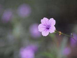 waterkanon, watrakanu, minnieroot, järnrot, feberrot, popping pod, knäckväxt, trai-no, toi ting acanthaceae, britton wild, mexikansk blåklocka, petunia violett blomsterträdgård naturbakgrund foto