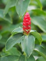 costus spiralis, costaceae familjen röda blommar gröna blad blomma, växt träd trädgårdsarbete natur bakgrund foto