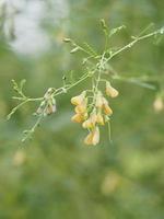 sesbania javanica, gul blomma grönsak hampa fesbania gul blomma grönsak, sesbania javanica som blommar på träträdgård naturbakgrund foto