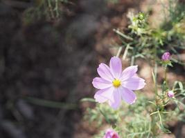 mjuk rosa färgblomma, svavelkosmos, mexikanska asterblommor blommar vackert på våren i trädgården, suddig naturbakgrund foto