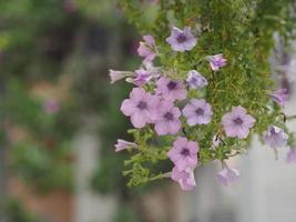 våg rosa kaskad, solanaceae, vetenskaplig petunia hybrid vilm, stora kronblad enkel lager grandiflora singlar violett lila blomma i en plastkruka som blommar i trädgården natur bakgrund hängande träd foto