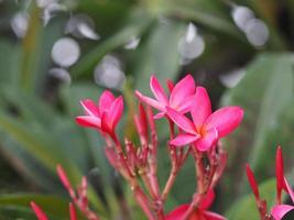 söt oleander, rose bay, nerium oleander namn rosa blomma träd i trädgården på suddig natur bakgrund, bladen är enkla ovala form, spetsen och basen av den spetsiga tjock hård med mörkgrön foto