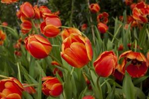 orange tulpaner blommar i trädgården på oskärpa natur bakgrund. foto