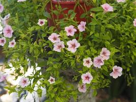 våg rosa kaskadfärg, solanaceae, petunia hybrid vilm, stora kronblad enkellager grandiflora singlar blomma i en plastkruka som blommar i trädgården på suddig naturbakgrund som hänger på trädet foto