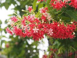 rangoon ranka, kinesisk honungsdi, drunen sjöman, combretum indicum defilipps namn röd rosa och vit blomma som blommar i trädgården på suddig naturbakgrund foto