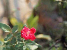 rosa ros blomsterarrangemang vacker bukett som blommar i trädgården på suddig natur bakgrund symbol kärlek alla hjärtans dag vacker foto